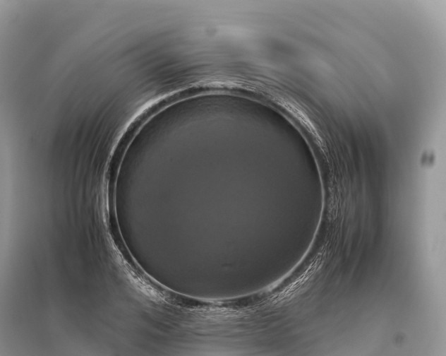X0000096160984200801251123