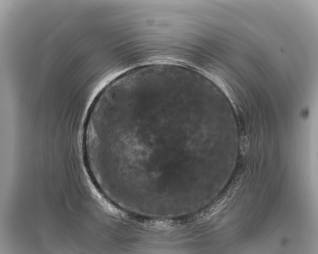 X0000096160995200801251123