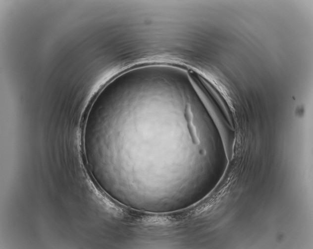 X0000096160998200801251123
