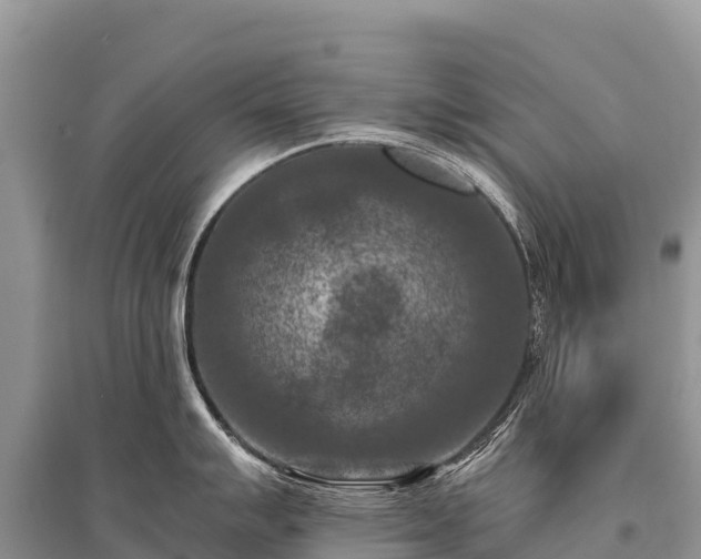 X0000096161007200801251123