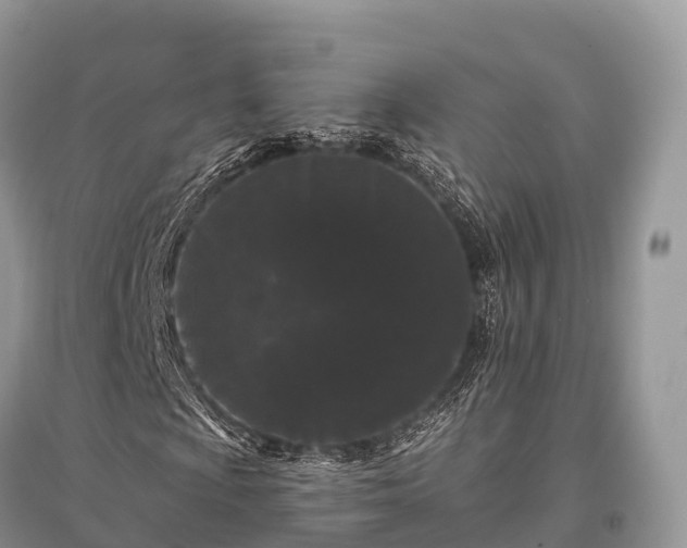 X0000096161009200801251122