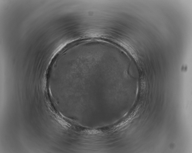 X0000096161023200801251123