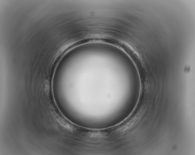 X0000096161025200801251123