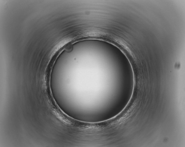 X0000096161026200801251123