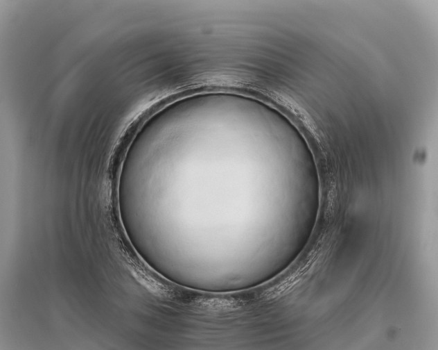 X0000096161027200801251123