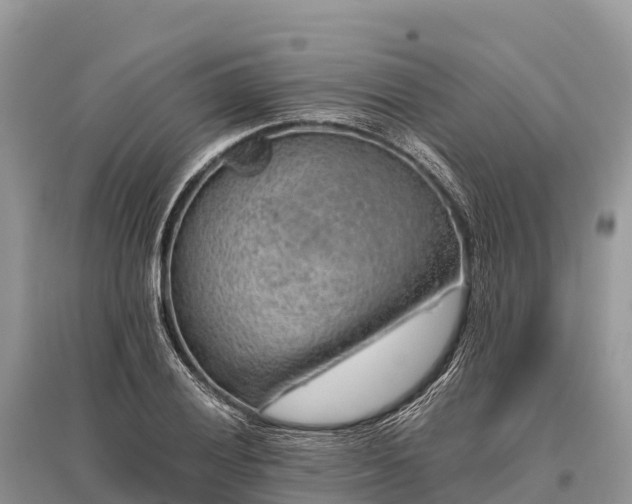 X0000096161028200801251123