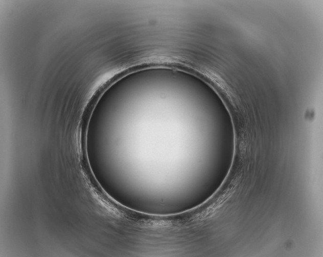 X0000096161030200801251123
