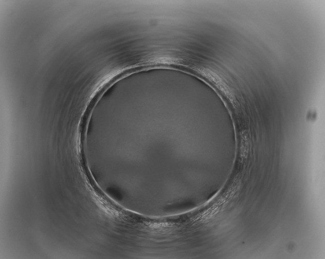 X0000096161031200801251123