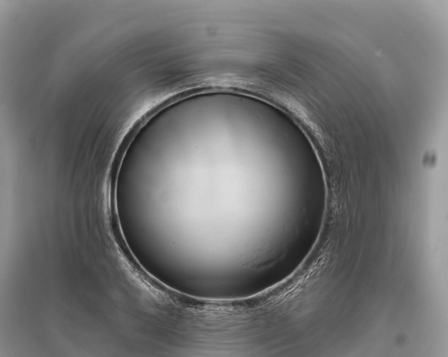 X0000096161032200801251123