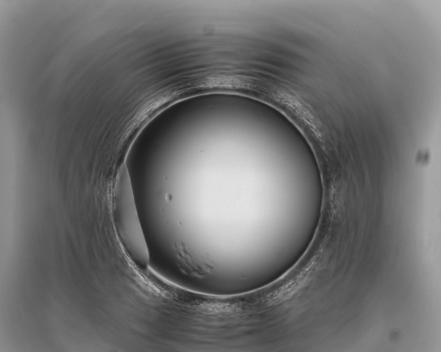 X0000096161033200801251123