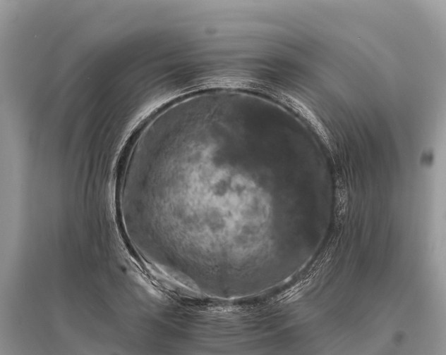 X0000096161035200801251123