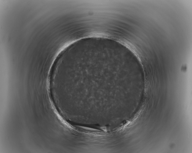 X0000096161037200801251123