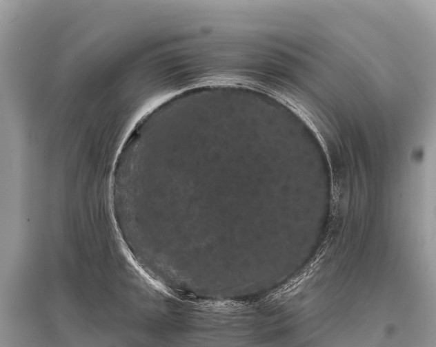 X0000096161045200801251123