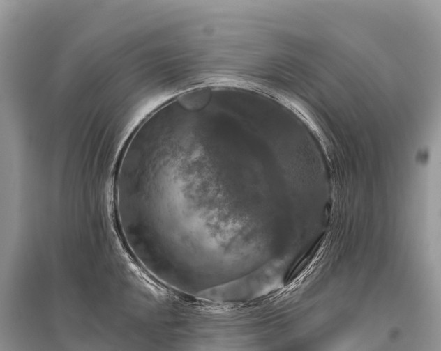 X0000096161048200801251123