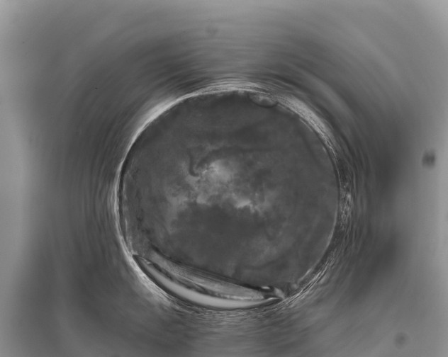 X0000096161055200801251123