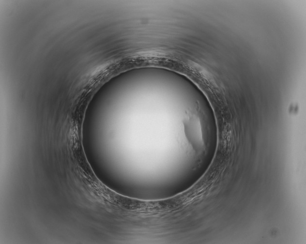 X0000096161062200801251122