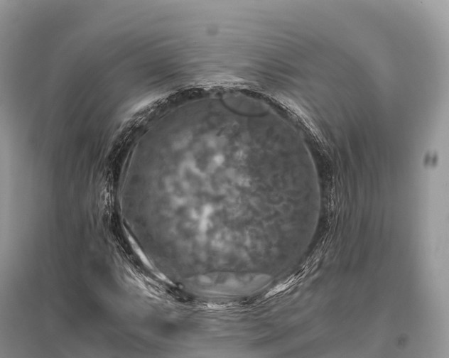 X0000096161063200801251122