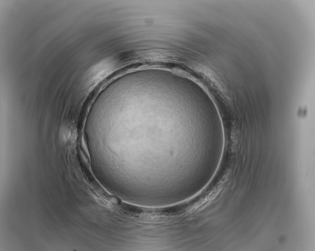 X0000096161065200801251122