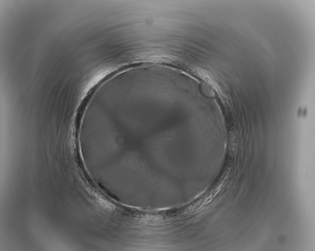 X0000096161071200801251122