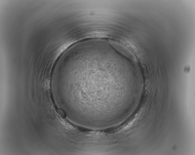 X0000096161081200801251122