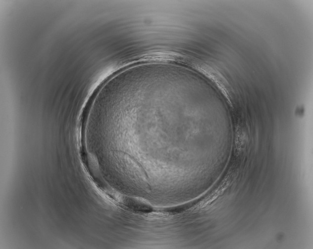 X0000096161083200801251122