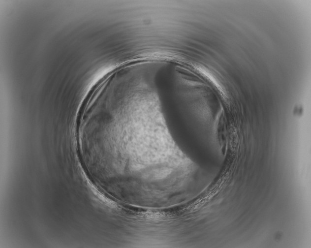 X0000096161087200801251122