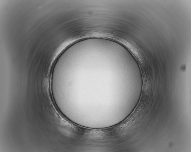 X0000096161094200801251122
