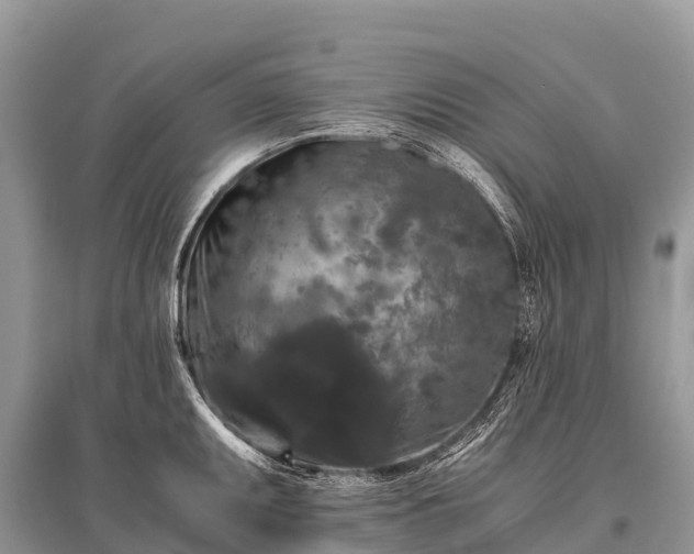 X0000096161095200801251122