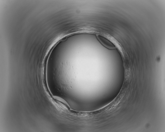 X0000096161099200801251122