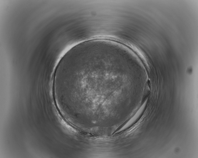 X0000096161102200801251122