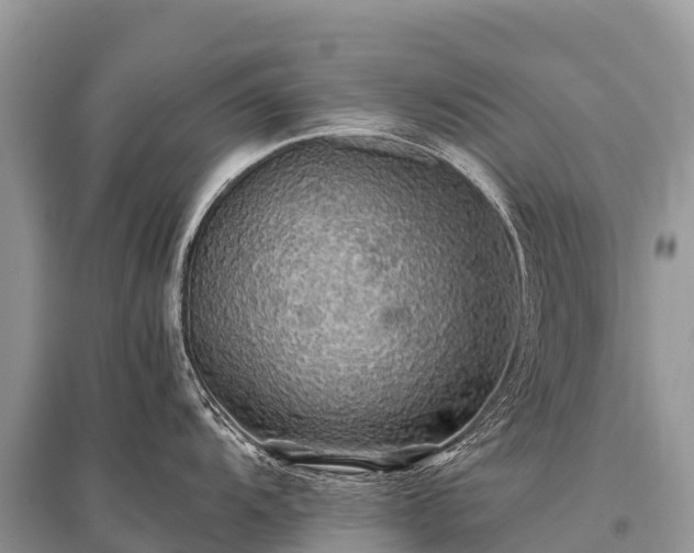 X0000096161104200801251122