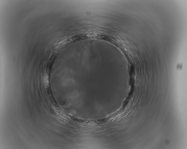 X0000096161106200801251121