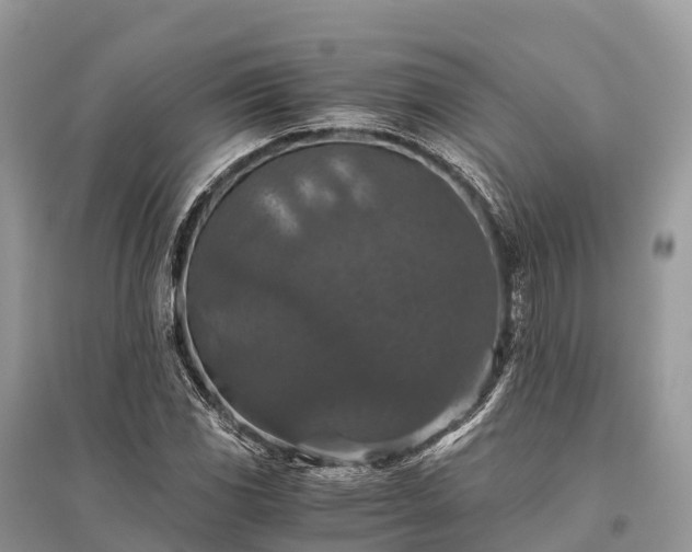 X0000096161117200801251121
