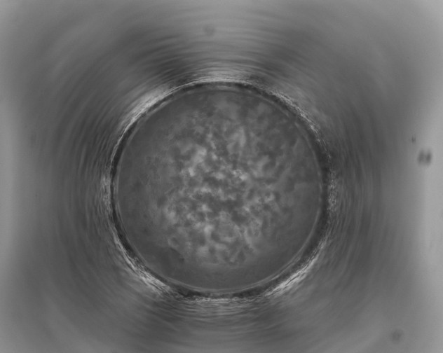 X0000096161121200801251121