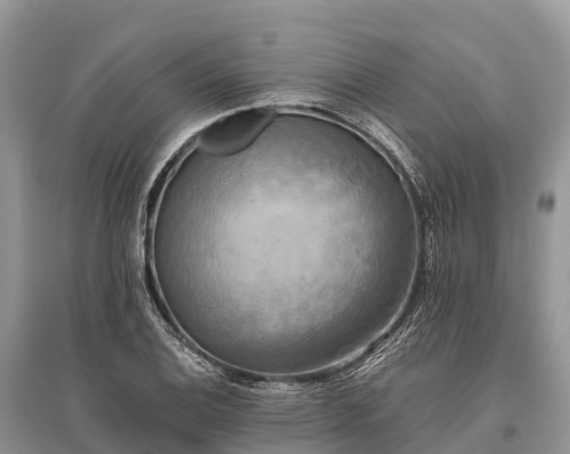 X0000096161124200801251121