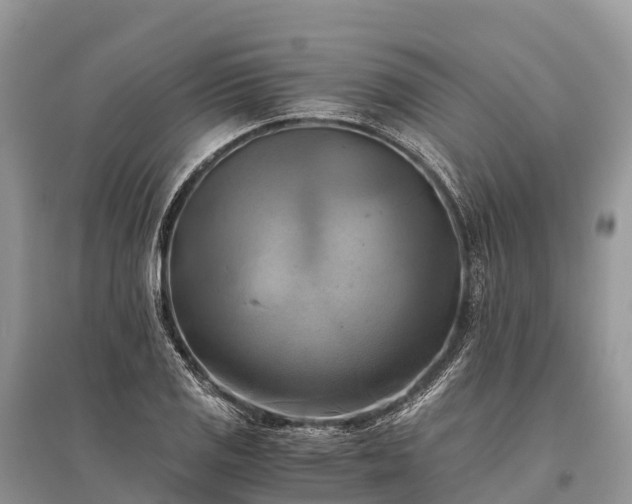 X0000096161125200801251121