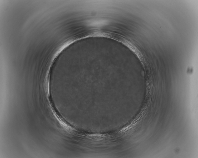 X0000096161127200801251121