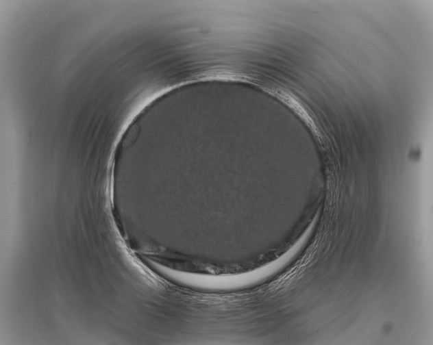 X0000096161132200801251121