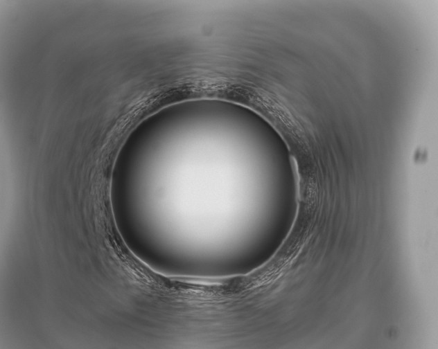 X0000096161153200801251121