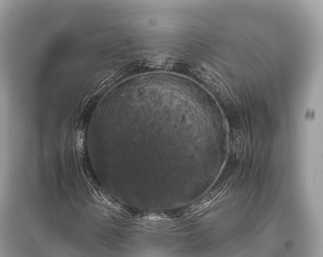 X0000096161154200801251121