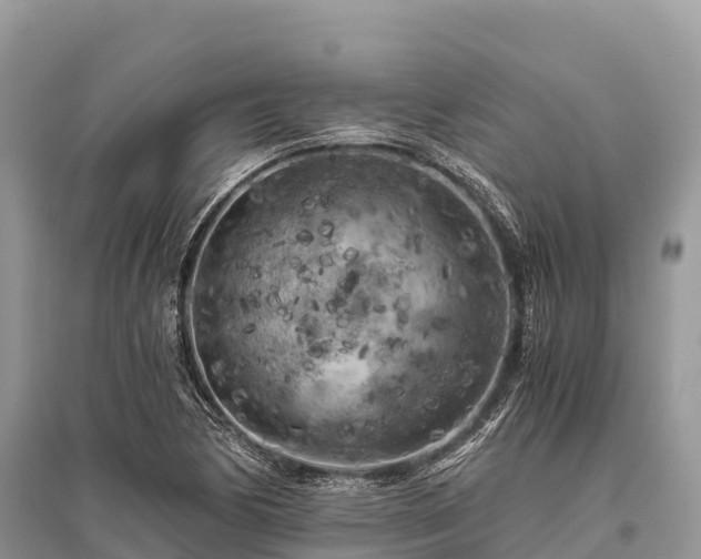 X0000096161170200801251121