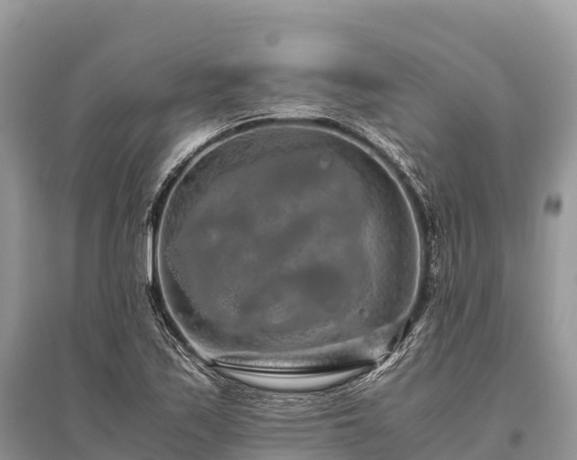 X0000096161171200801251121