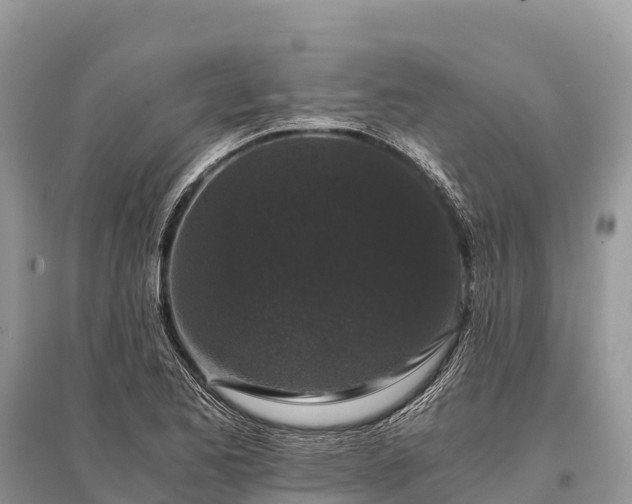 X0000096161173200801251121