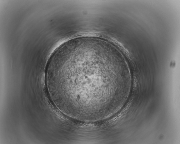 X0000096161174200801251121