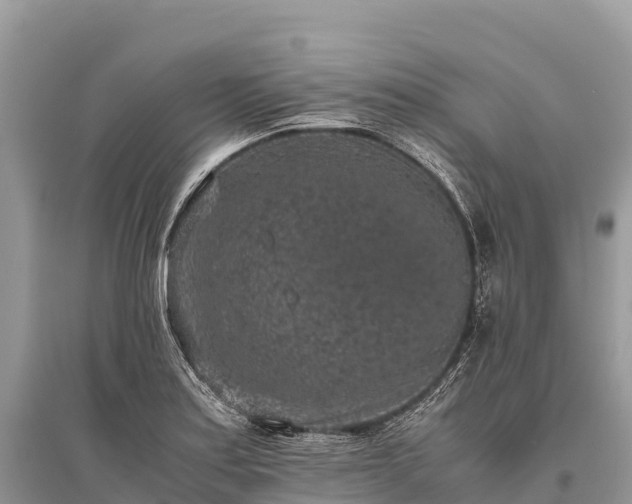 X0000096161179200801251120