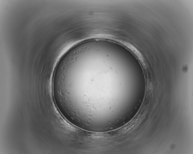 X0000096161199200801251120