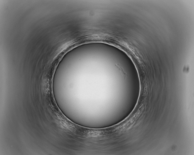 X0000096161211200801251120