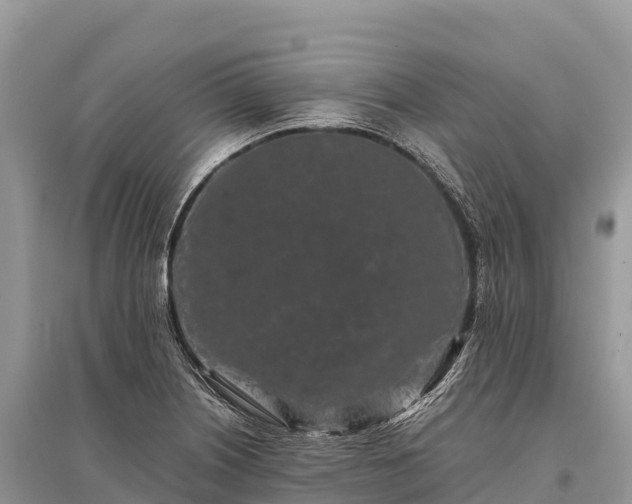 X0000096161226200801251120