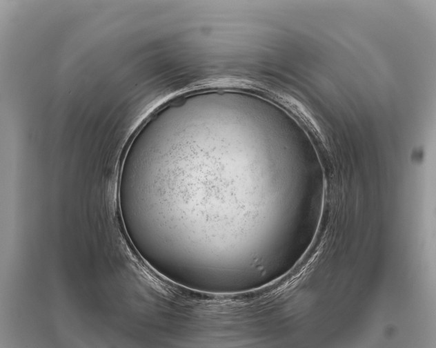 X0000096161228200801251120