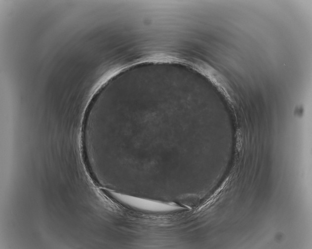 X0000096161229200801251120